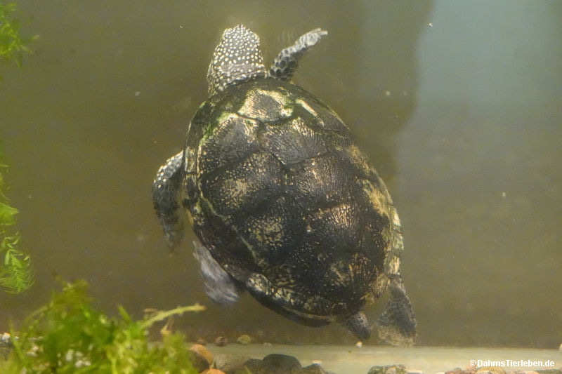 Emys orbicularis