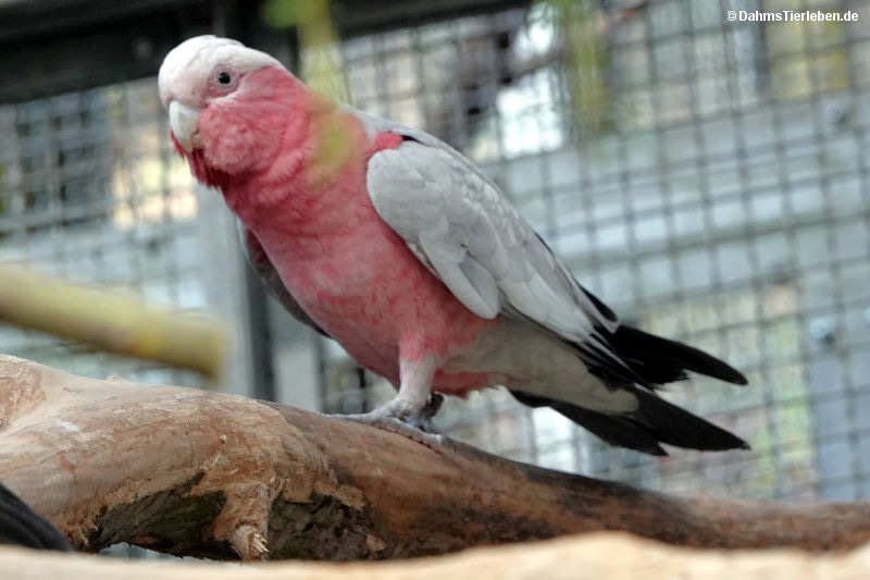 Rosakakadu
(Eolophus roseicapilla) Eolophus roseicapilla