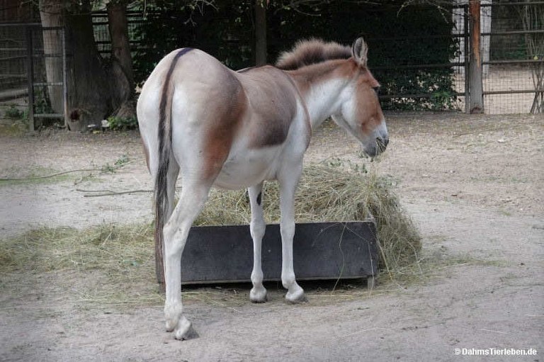 Equus kiang holdereri