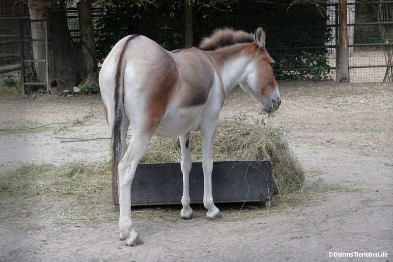 Östlicher Kiang
(Equus kiang holdereri) Equus kiang holdereri