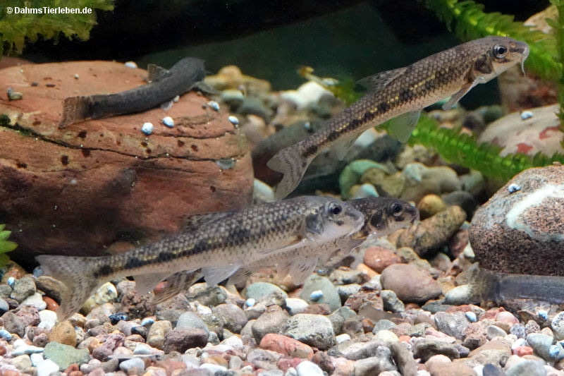 Gründlinge
(Gobio gobio) Gobio gobio