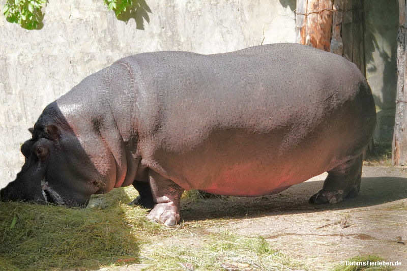 Flusspferd
(Hippopotamus amphibius) Hippopotamus amphibius