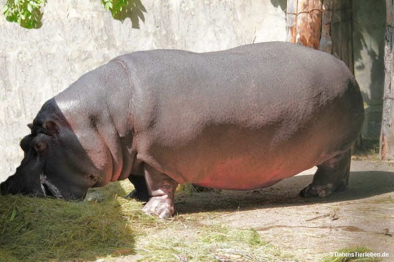 Hippopotamus amphibius