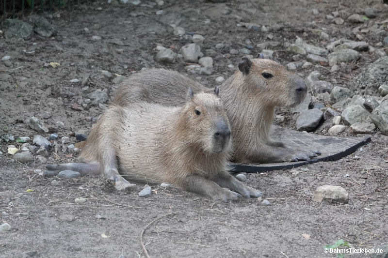 Wasserschweine
(Hydrochoerus hydrochaeris) Hydrochoerus hydrochaeris