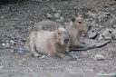 Hydrochoerus hydrochaeris