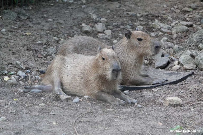 Hydrochoerus hydrochaeris