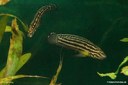 Julidochromis regani
