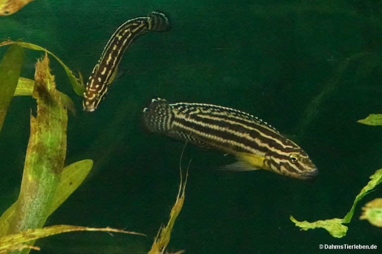 Julidochromis regani