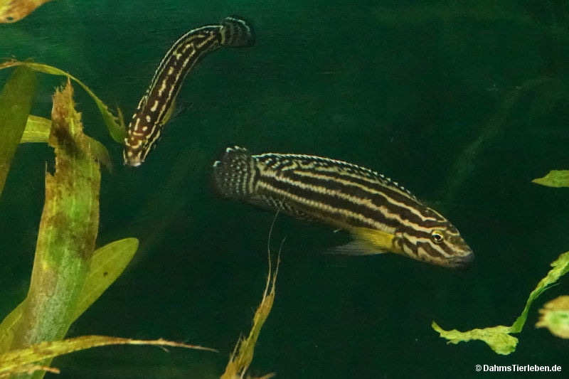Julidochromis regani