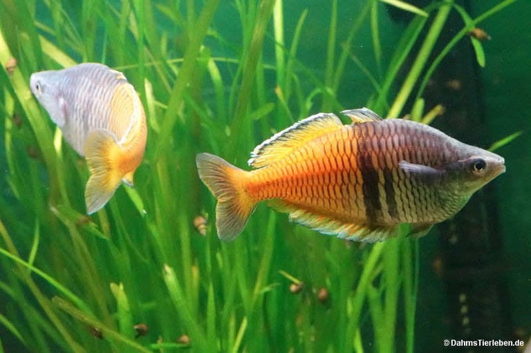 Melanotaenia boesemani