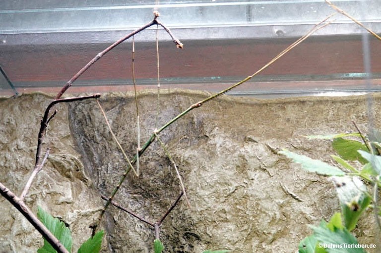 Mnesilochus portentosus