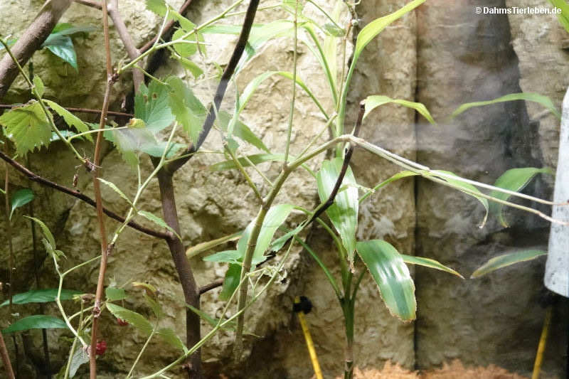 Mnesilochus portentosus-3