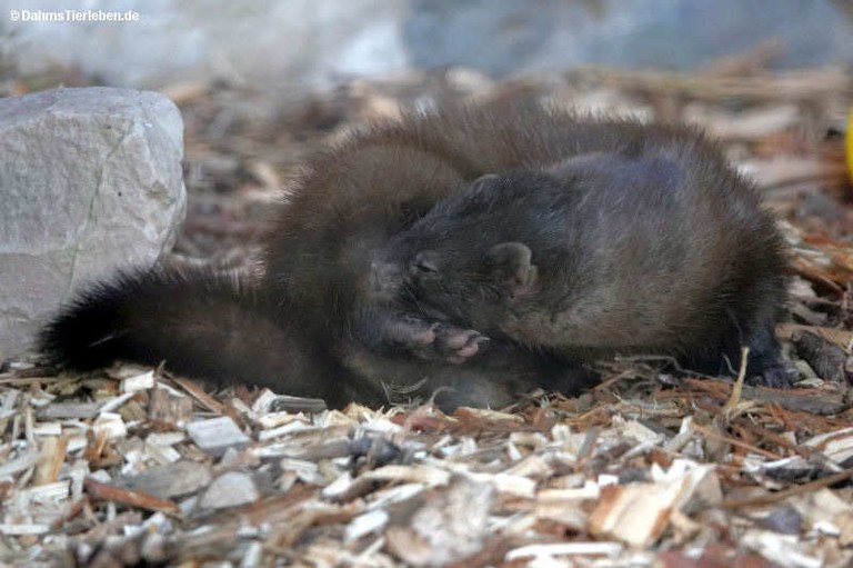 Mustela lutreola novikovi
