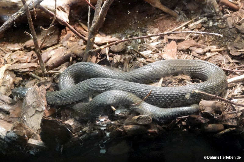 Ringelnatter
(Natrix natrix) Natrix natrix