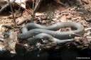 Natrix natrix
