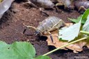Nesoecia constricta