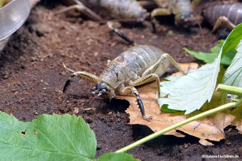 Langfühlerschrecke
(Nesoecia constricta) Nesoecia constricta