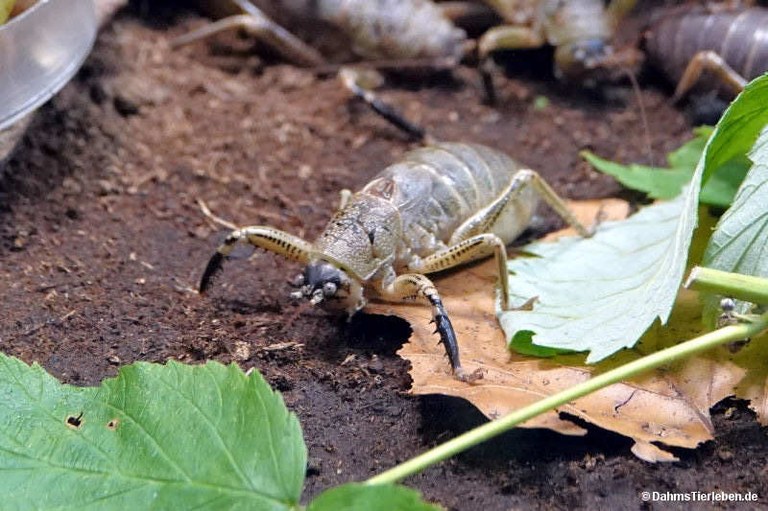 Nesoecia constricta