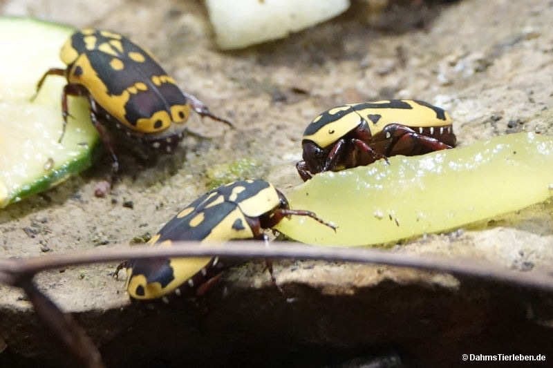 Rosenkäfer
(Pachnoda trimaculata) Pachnoda trimaculata