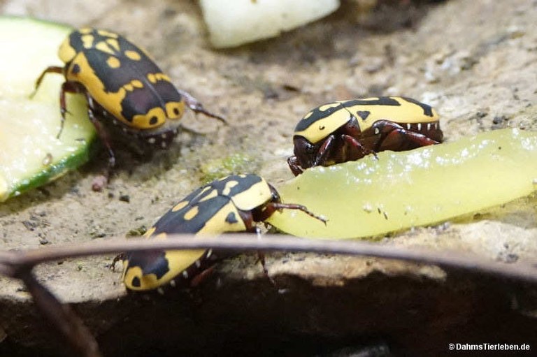 Pachnoda trimaculata