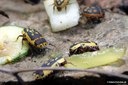Pachnoda trimaculata