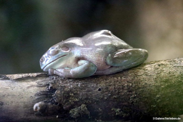 Pelodryas caerulea