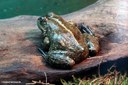 Pelophylax esculentus