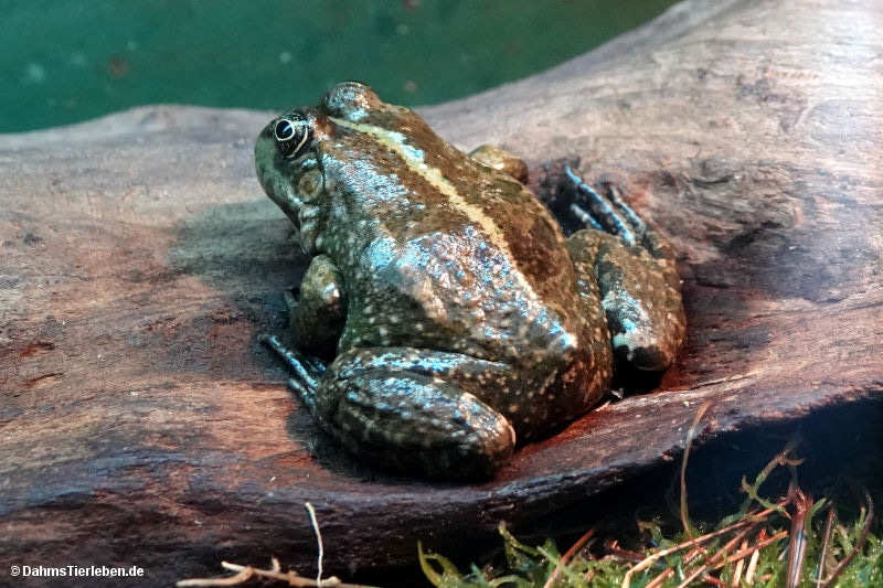 Teichfrosch
(Pelophylax esculentus) Pelophylax esculentus