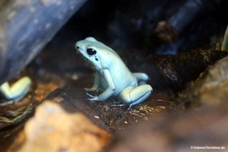 Phyllobates terribilis