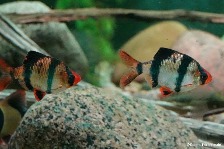 Puntigrus tetrazona