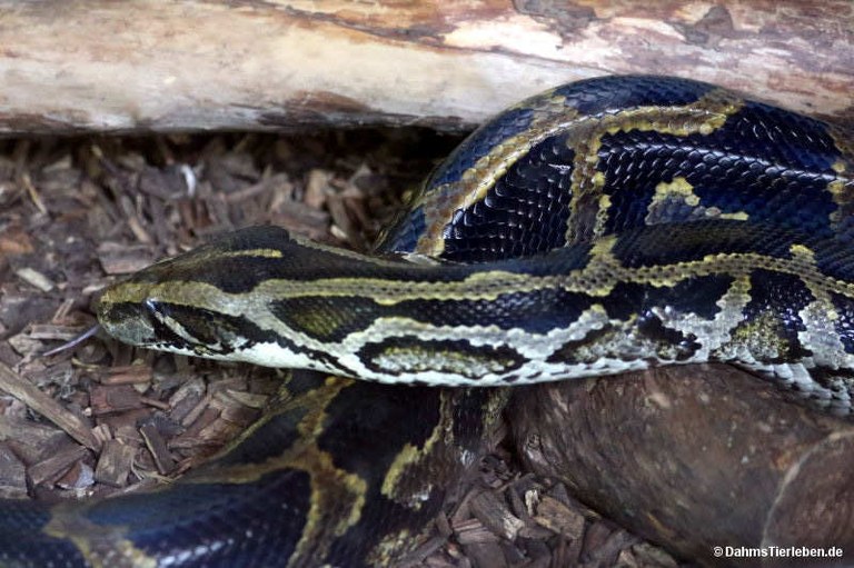 Python bivittatus