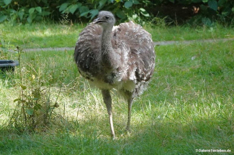 Rhea pennata