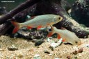Scardinius erythrophthalmus