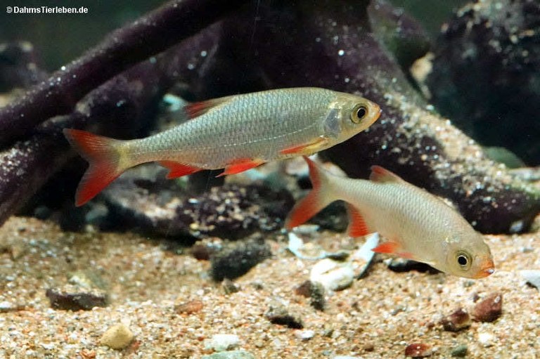 Scardinius erythrophthalmus