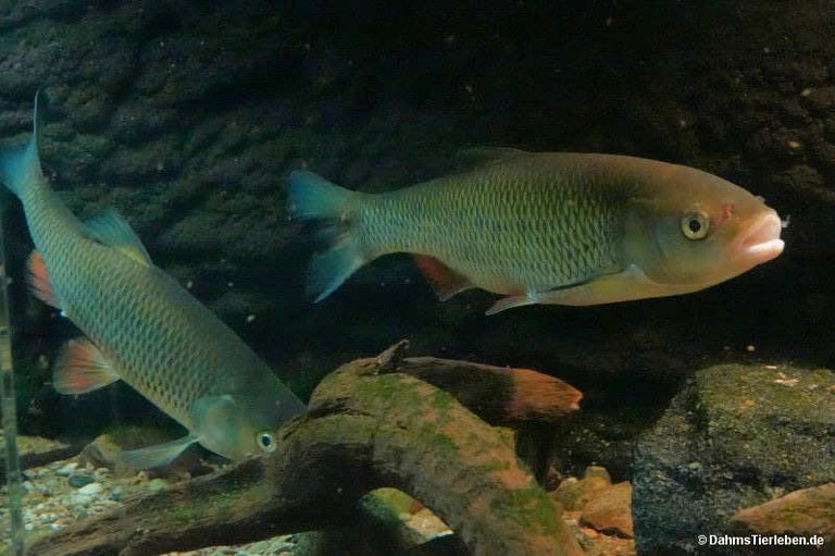 Squalius cephalus