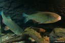Squalius cephalus