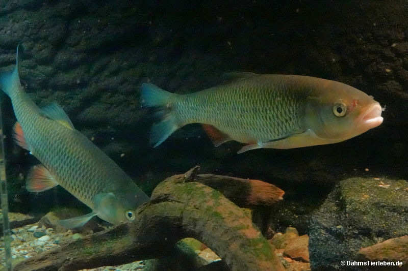 Döbel
(Squalius cephalus) Squalius cephalus