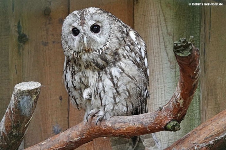 Strix aluco