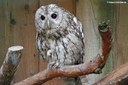 Strix aluco