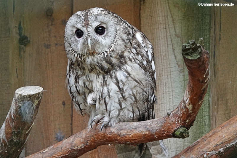 Strix aluco