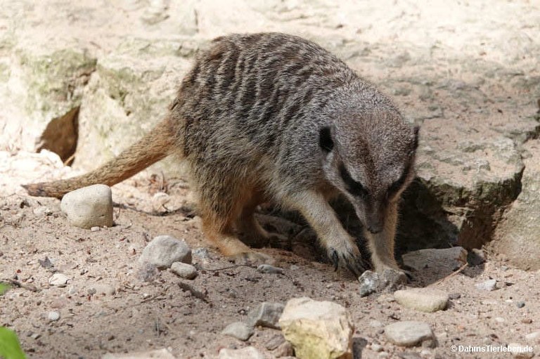 Suricata suricatta
