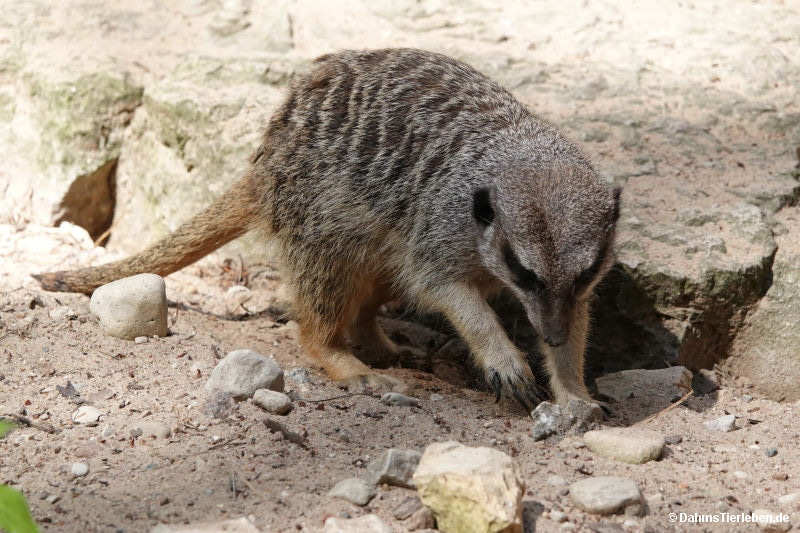 Suricata suricatta