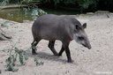 Tapirus terrestris