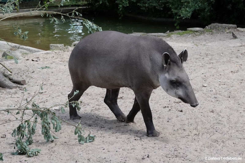 Flachlandtapir
(Tapirus terrestris) Tapirus terrestris