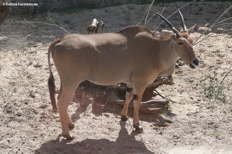 Tragelaphus oryx