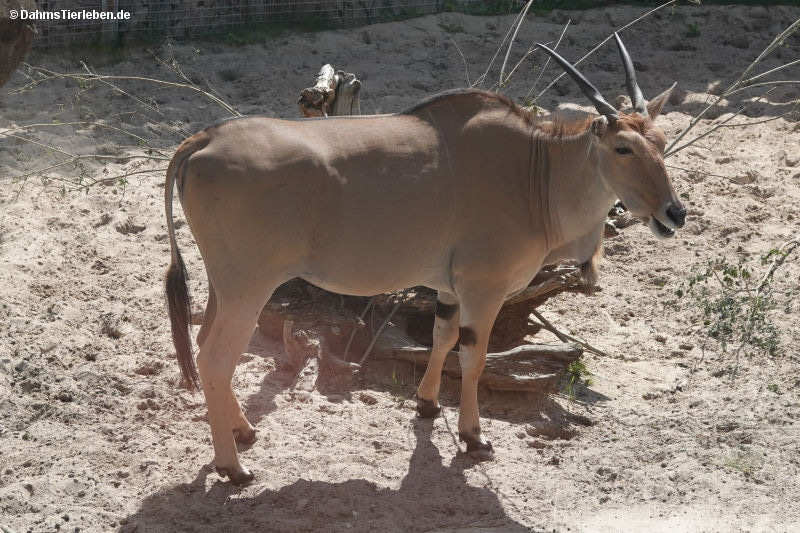 Elenantilope
(Tragelaphus oryx) Tragelaphus oryx