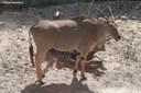 Tragelaphus oryx