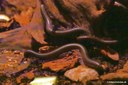 Telodeinopus aoutii