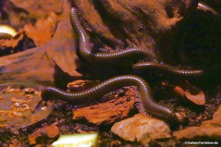 Telodeinopus aoutii
