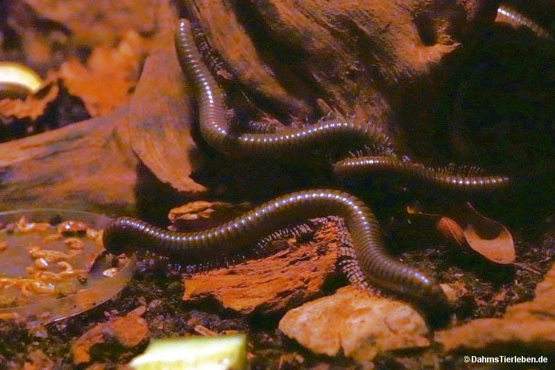 Telodeinopus aoutii Telodeinopus aoutii-2